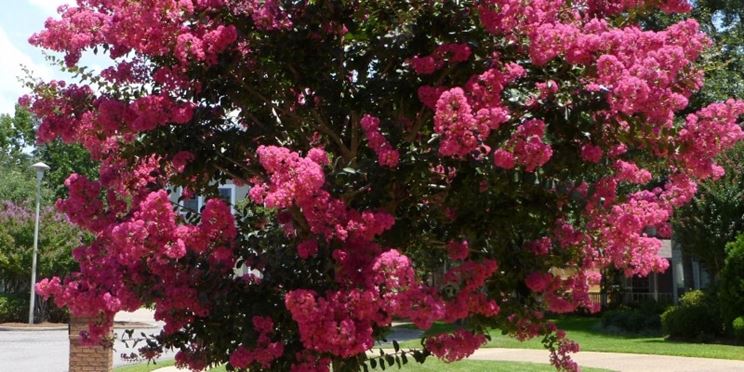 Fiori lagerstroemia