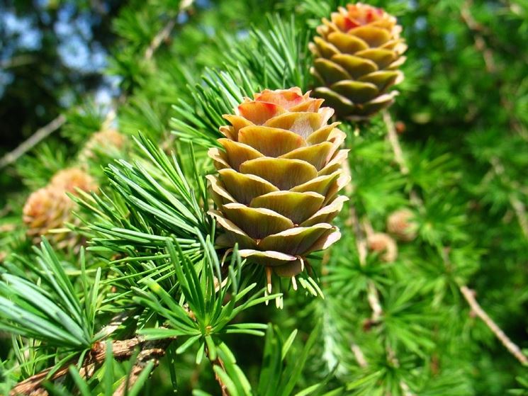 larix de