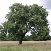 Grande albero di leccio