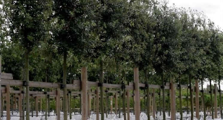 Risultati immagini per PIANTE DI LECCIOLECCIO