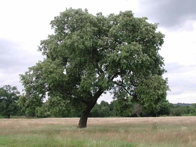 Grande albero di leccio