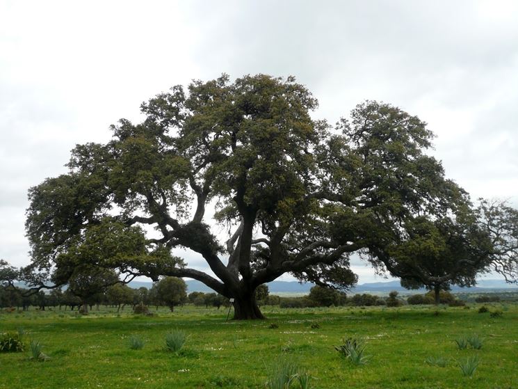 grande albero di leccio