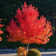 Liquidambar in autunno