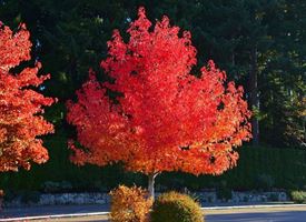 Verde urbano a Cerignola: gli alberi del finto pepe o pepe rosa