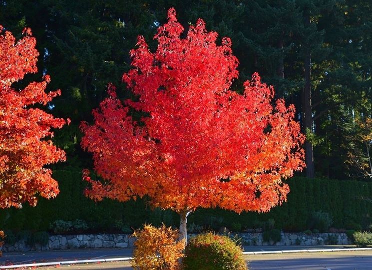 Liquidambar in autunno