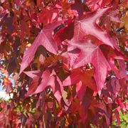 liquidambar