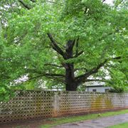 Maestoso liquidambar