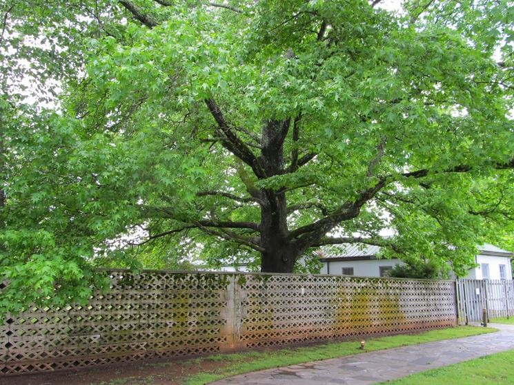 Maestoso liquidambar