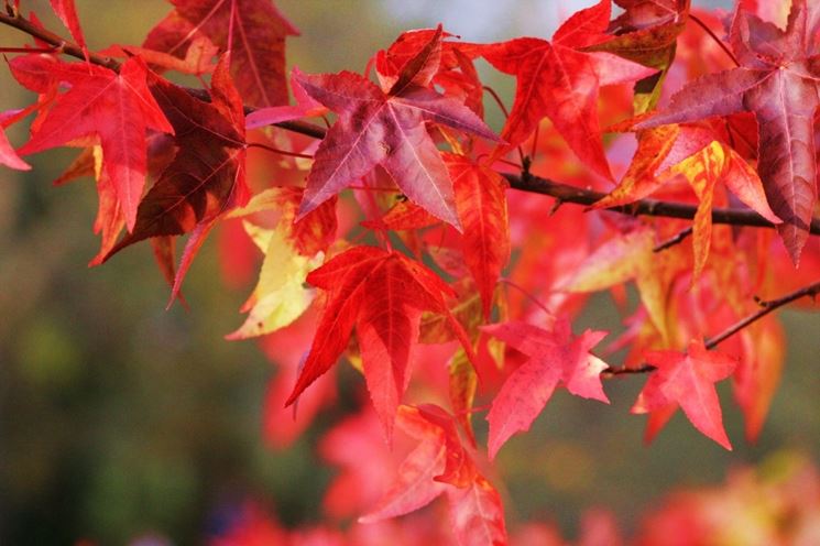 Foglie liquidambar