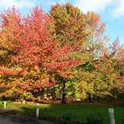 liquidambar