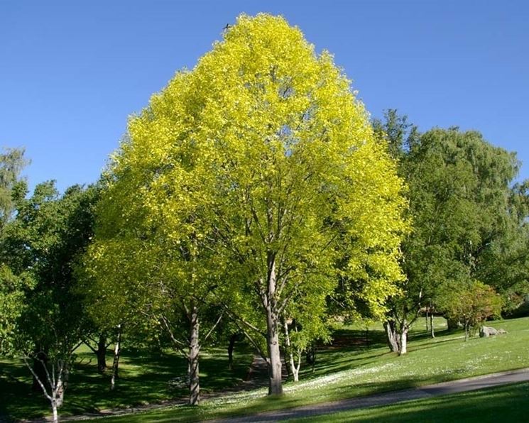 Liriodendron albero