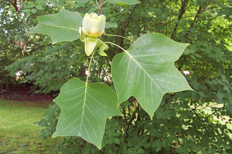 Liriodendron fiore