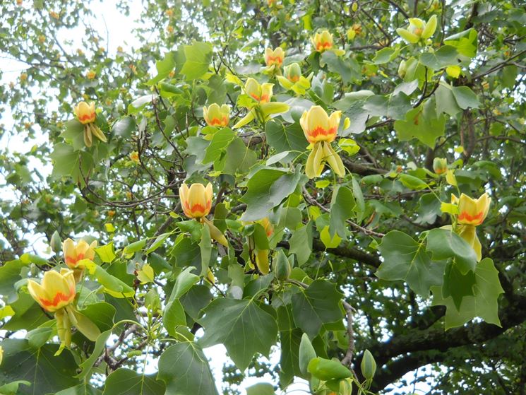 liriodendron fiori