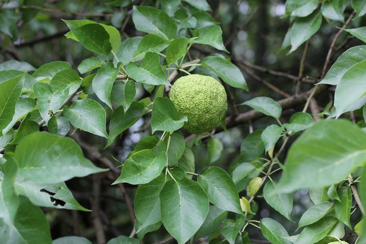 arancio degli osagi