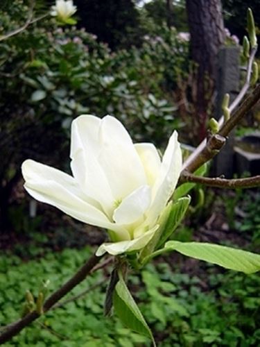 magnolia acuminata elisabeth