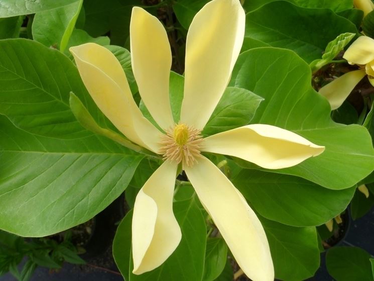 magnolia acuminata frutto