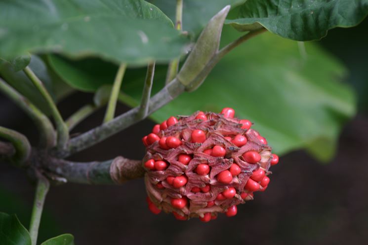 Magnolia acuminata