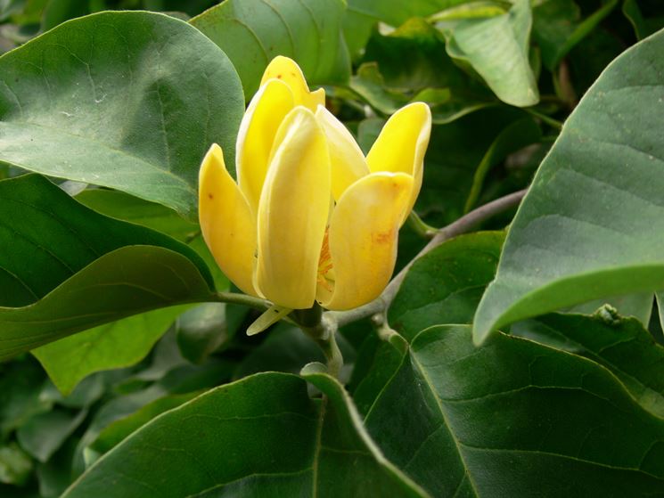 Magnolia acuminata fiore