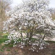 Pianta magnolia stellata