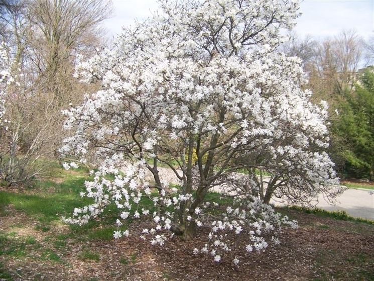 Pianta magnolia stellata