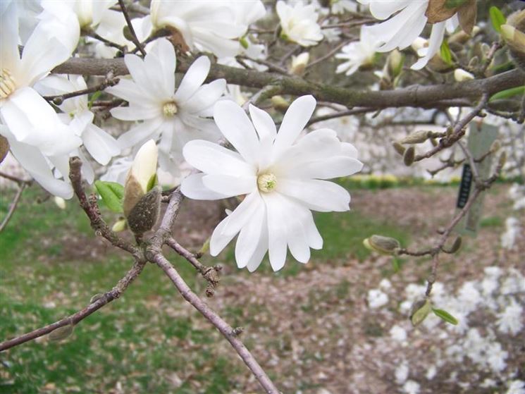 Fiori magnolia stellata