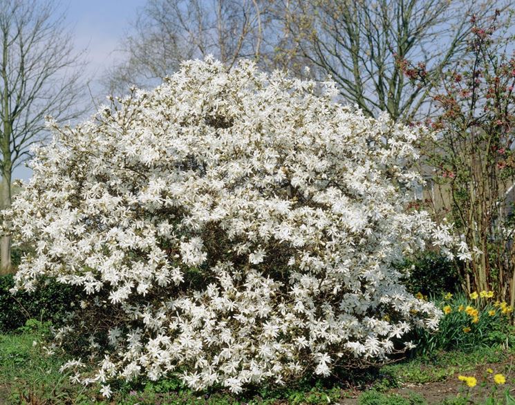 Variet magnolia pianta