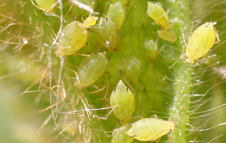 Afidi verdi infestazione pianta ornamentale