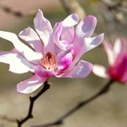 magnolia stellata