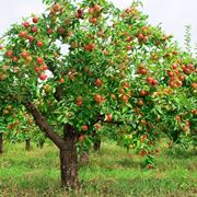 melo albero