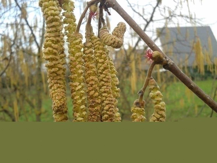 amenti o fiori di nocciolo 