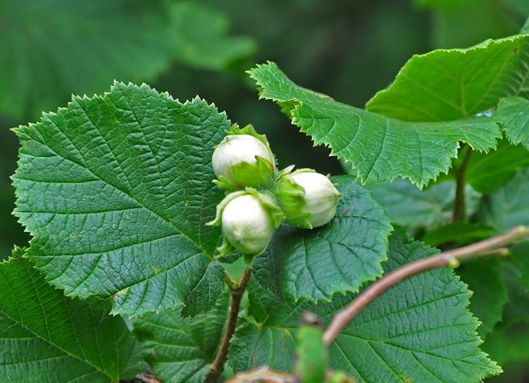 nocciolo pianta