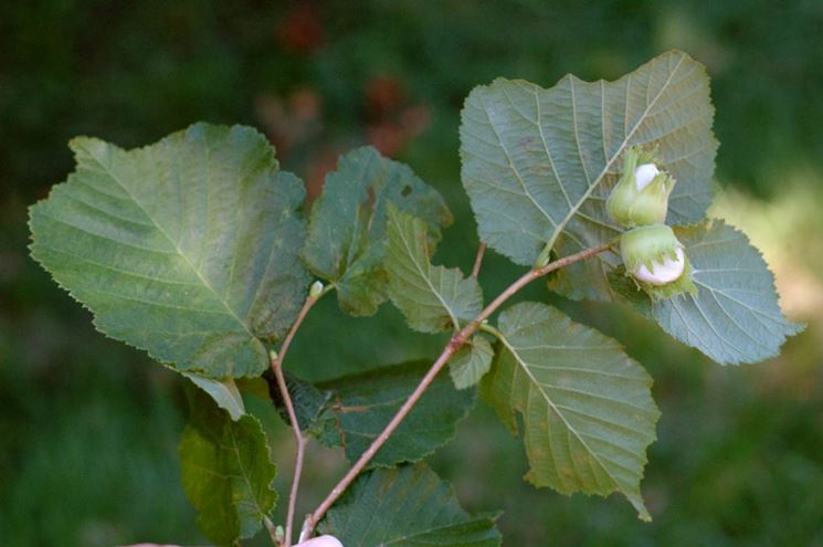 Potatura del nocciolo