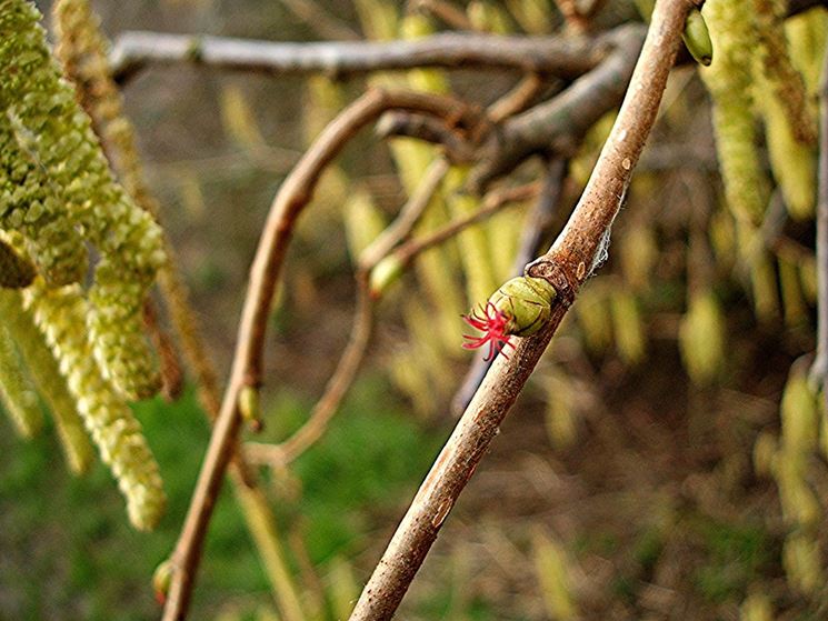 corylus avellana