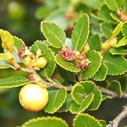 Nothofagus fogliame