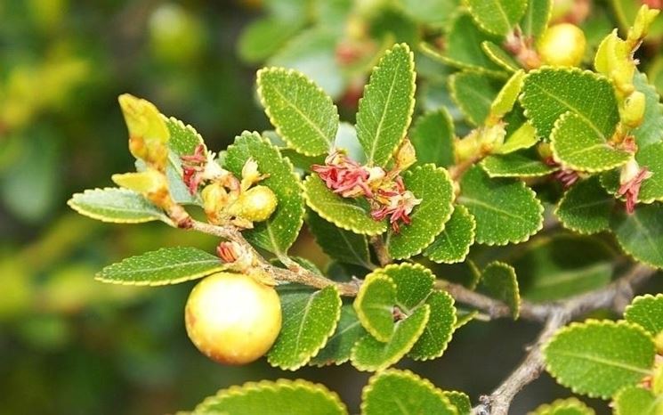 Nothofagus fogliame