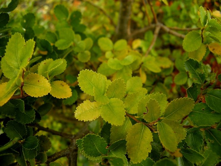 Nothofagus