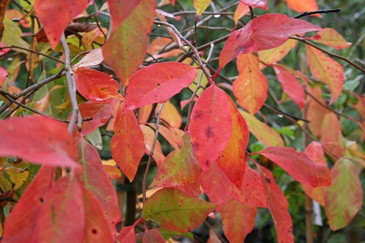 Nyssa sylvatica albero