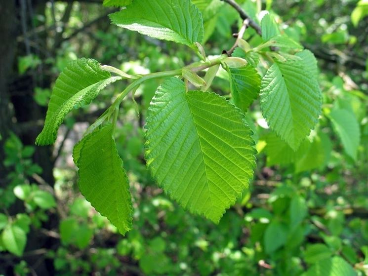 Ulmus carpinifolia