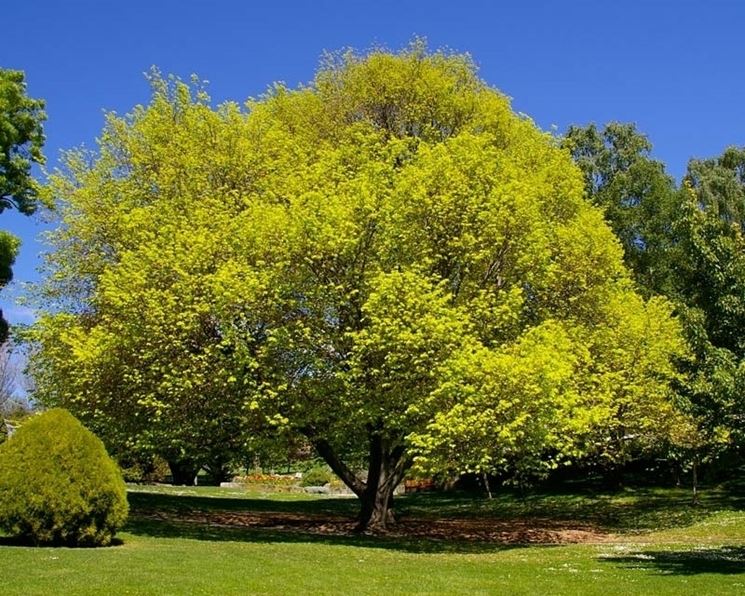 ulmus glabra