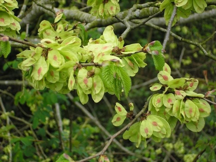 ulmus procera