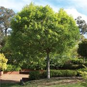 l albero detto anche frassino