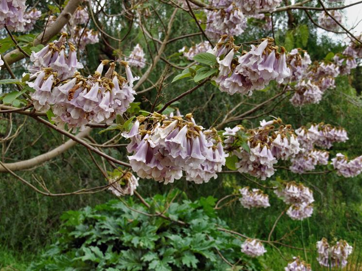 Albero giardino