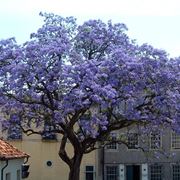 Paulownia albero