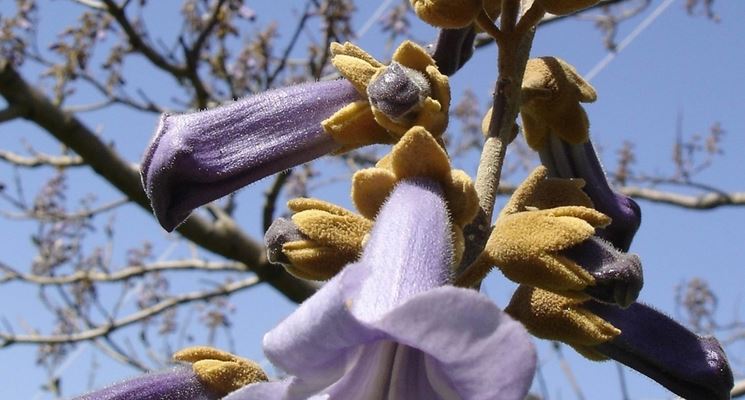 paulownia fiore