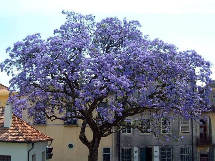 Paulownia albero