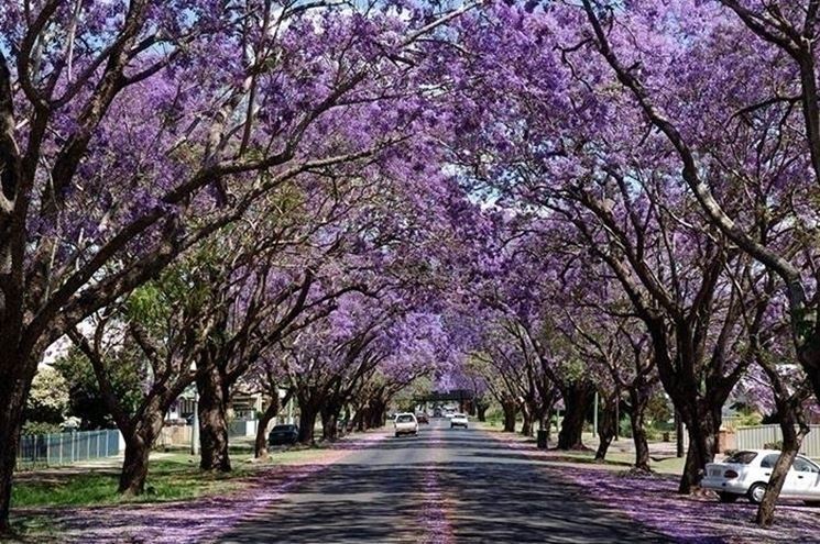 pianta di jacaranda