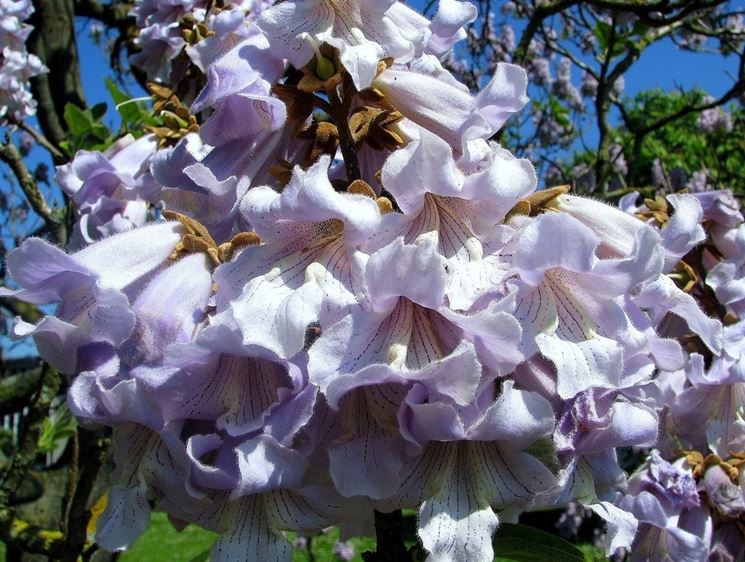 paulownia