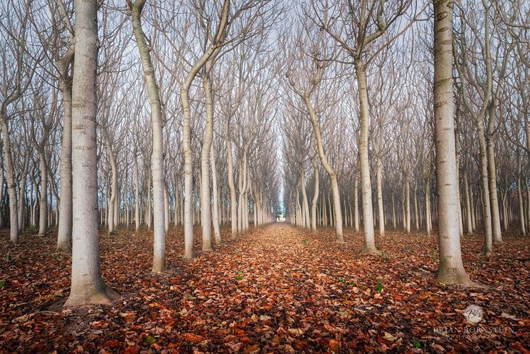 piantagione di paulownia