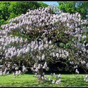 paulownia