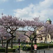 paulownia coltivazione